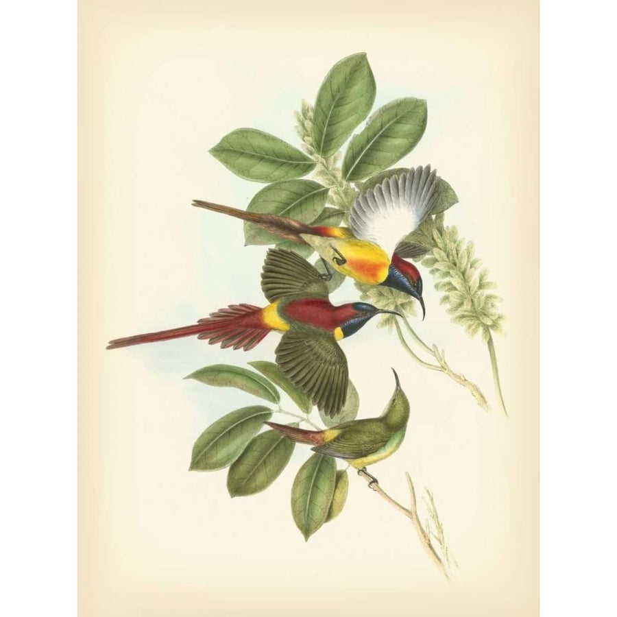 Gould Birds of the Tropics III Poster Print - John Gould-VARPDX68995Z Image 1