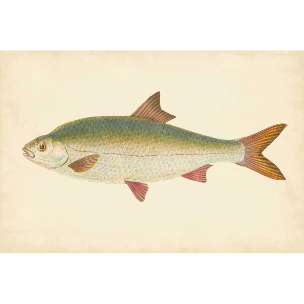 Donovan Antique Fish II Poster Print - Donovan-VARPDX69031Z Image 1