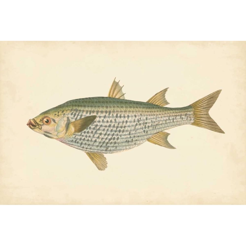 Donovan Antique Fish IV Poster Print - Donovan-VARPDX69033Z Image 1