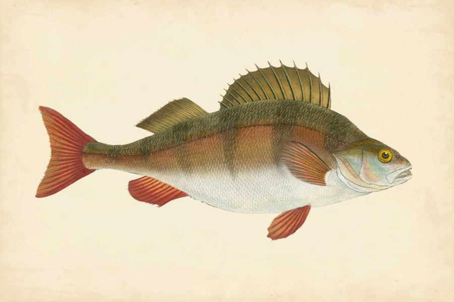 Donovan Antique Fish I Poster Print - Donovan-VARPDX69030Z Image 1