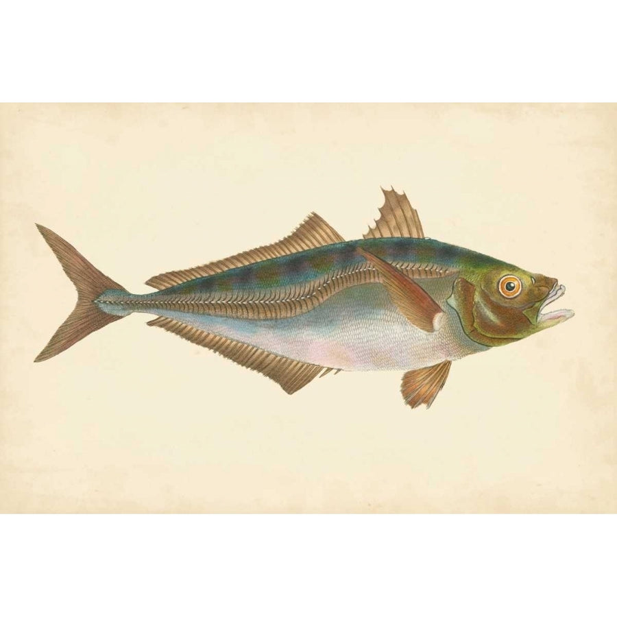 Donovan Antique Fish III Poster Print - Donovan-VARPDX69032Z Image 1