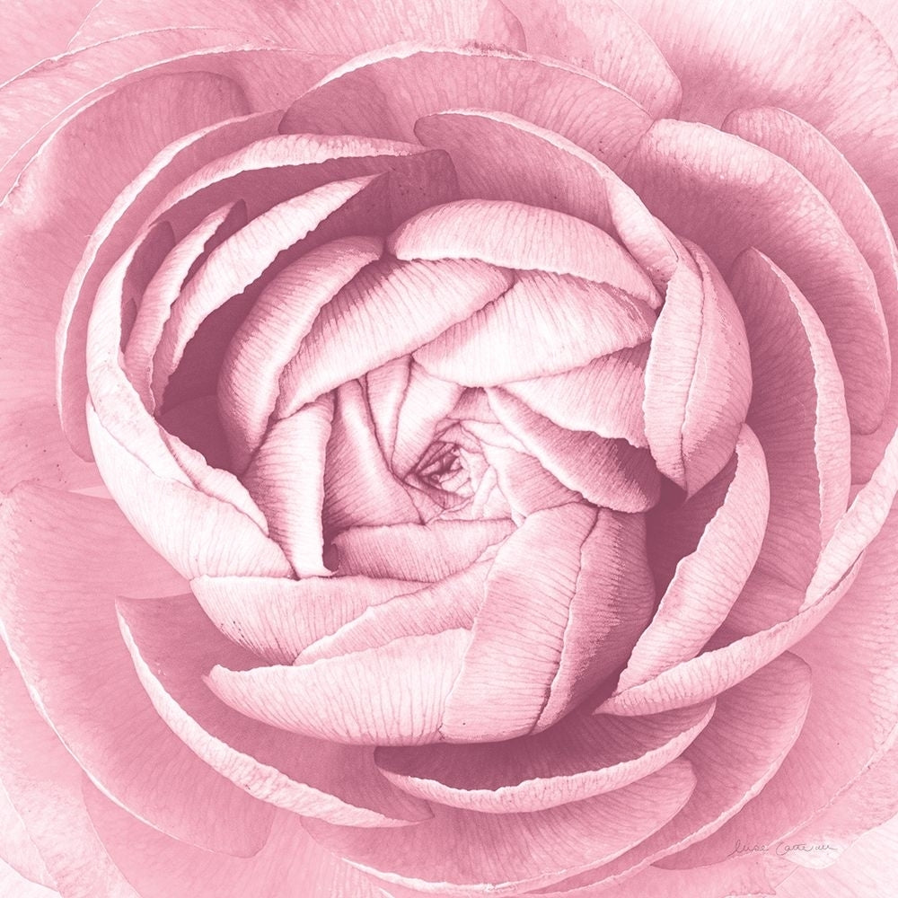 Pale Pink Ranunculus Crop Poster Print - Elise Catterall-VARPDX69127 Image 1