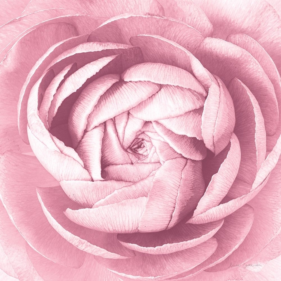 Pale Pink Ranunculus Crop Poster Print - Elise Catterall-VARPDX69127 Image 1