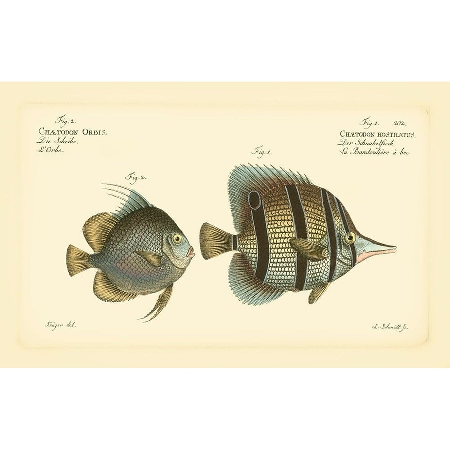 Bloch Antique Fish III Poster Print - Bloch-VARPDX69298Z Image 1