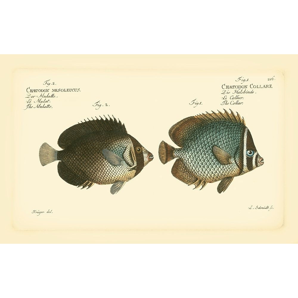 Bloch Antique Fish V Poster Print - Bloch-VARPDX69300Z Image 1