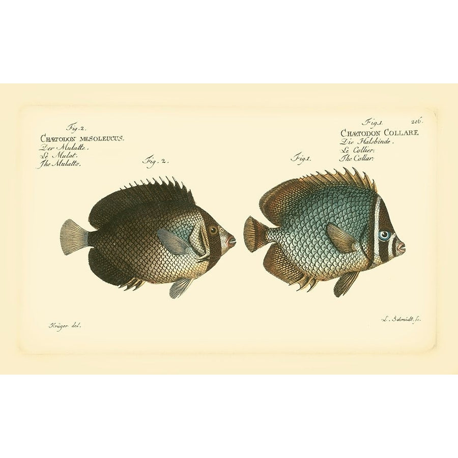 Bloch Antique Fish V Poster Print - Bloch-VARPDX69300Z Image 1