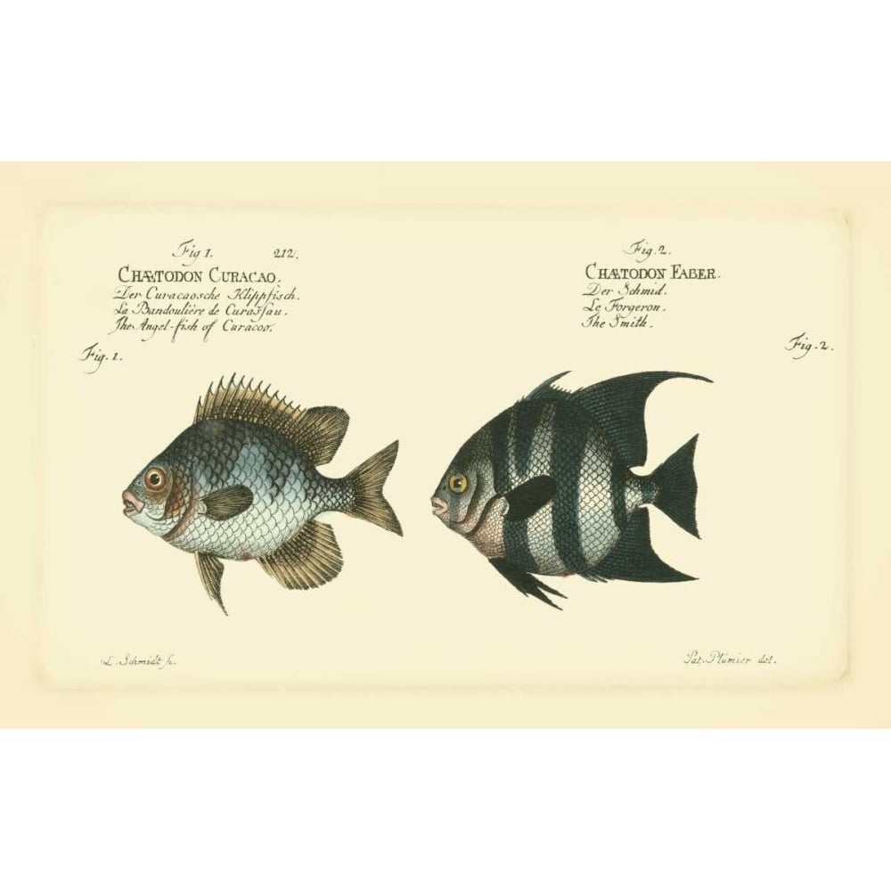 Bloch Antique Fish II Poster Print - Bloch-VARPDX69297Z Image 1