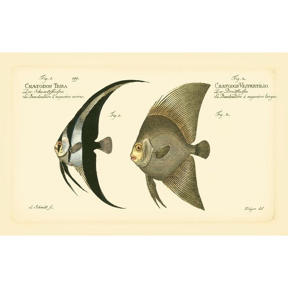 Bloch Antique Fish IV Poster Print - Bloch-VARPDX69299Z Image 1