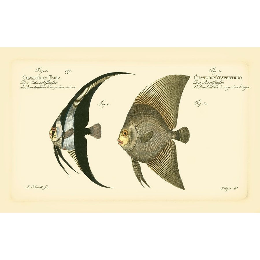 Bloch Antique Fish IV Poster Print - Bloch-VARPDX69299Z Image 1