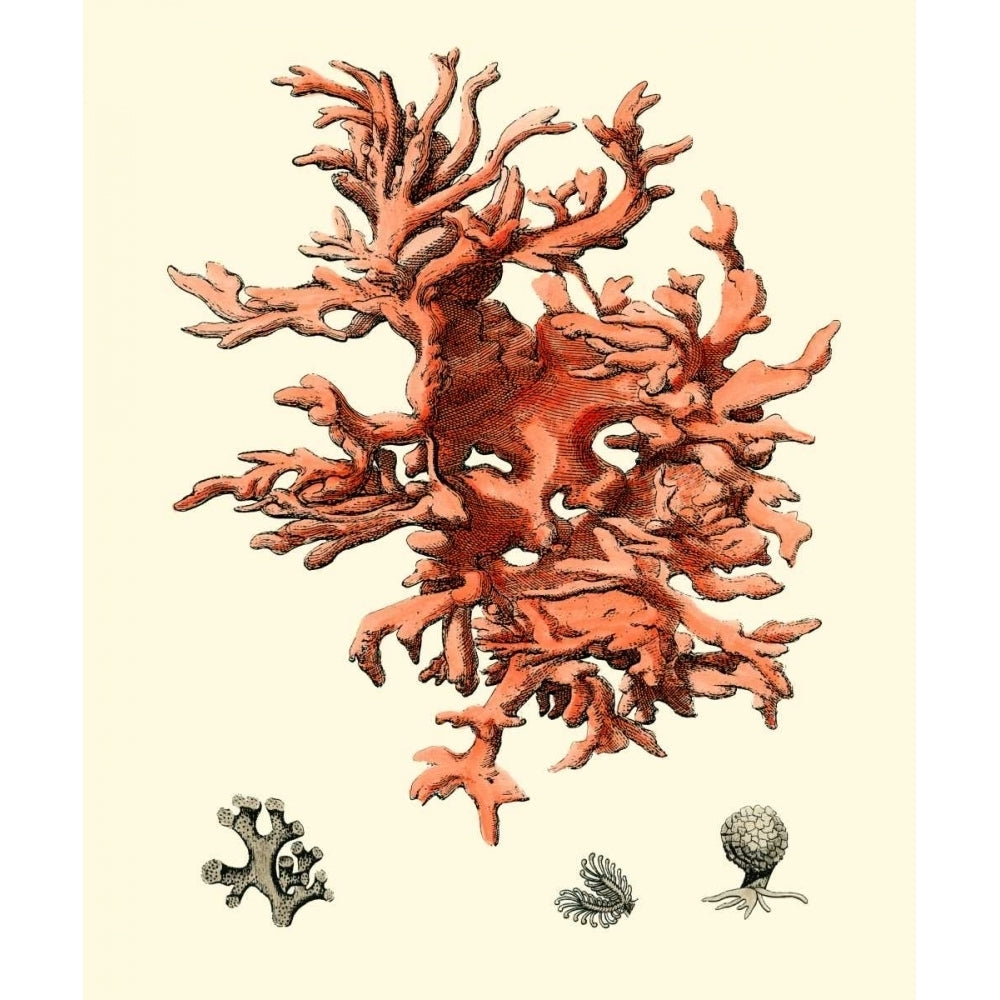 Red Coral III Poster Print - Studio Vision-VARPDX69328Z Image 1