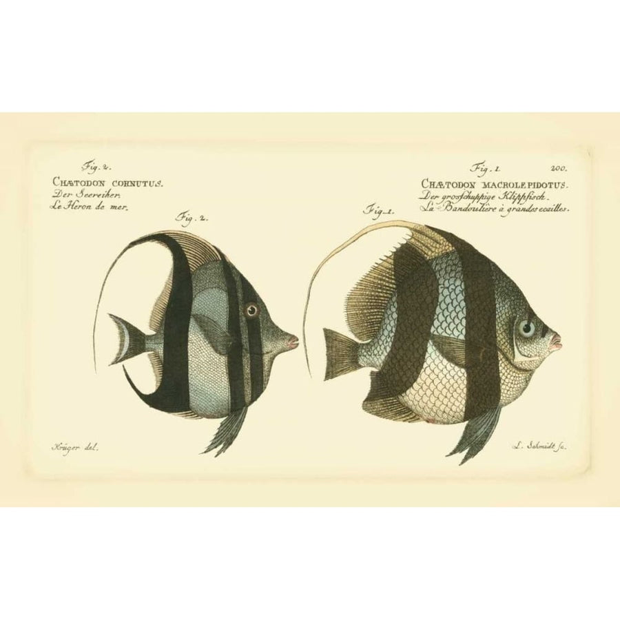 Bloch Antique Fish I Poster Print - Bloch-VARPDX69296Z Image 1