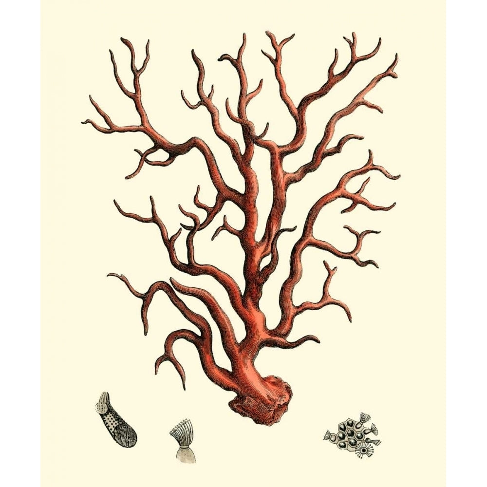 Red Coral I Poster Print - Studio Vision-VARPDX69327Z Image 1