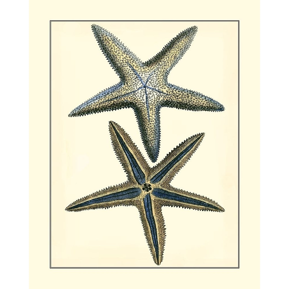 Antique Blue Starfish I Poster Print - Studio Vision-VARPDX69352Z Image 1