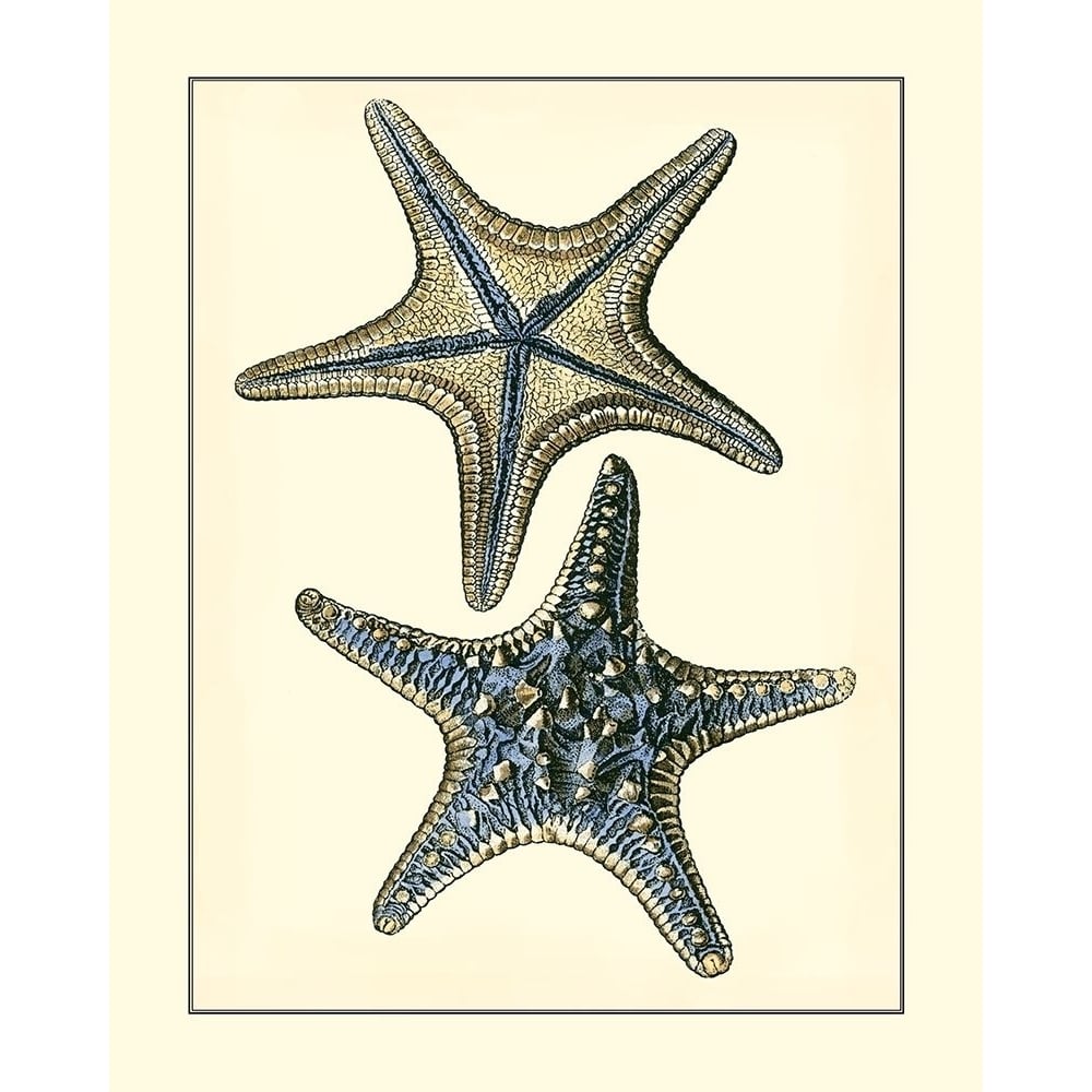 Antique Blue Starfish II Poster Print - Studio Vision-VARPDX69353Z Image 1