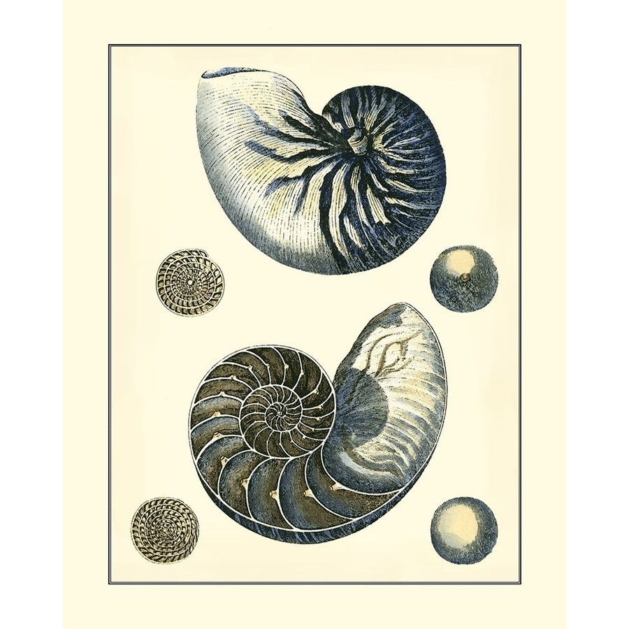 Antique Blue Nautilus Poster Print - Studio Vision-VARPDX69355Z Image 1