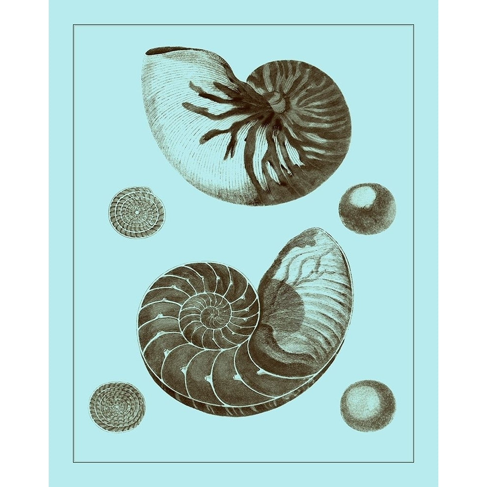 Tinted Shells on Aqua I Poster Print - Studio Vision-VARPDX69368Z Image 1