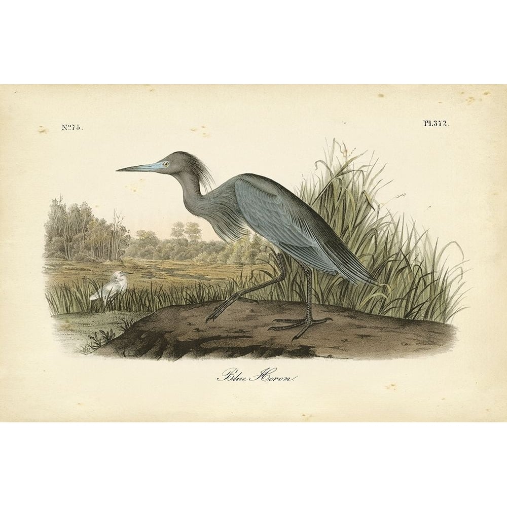 Audubons Blue Heron Poster Print - John James Audubon-VARPDX69373Z Image 1