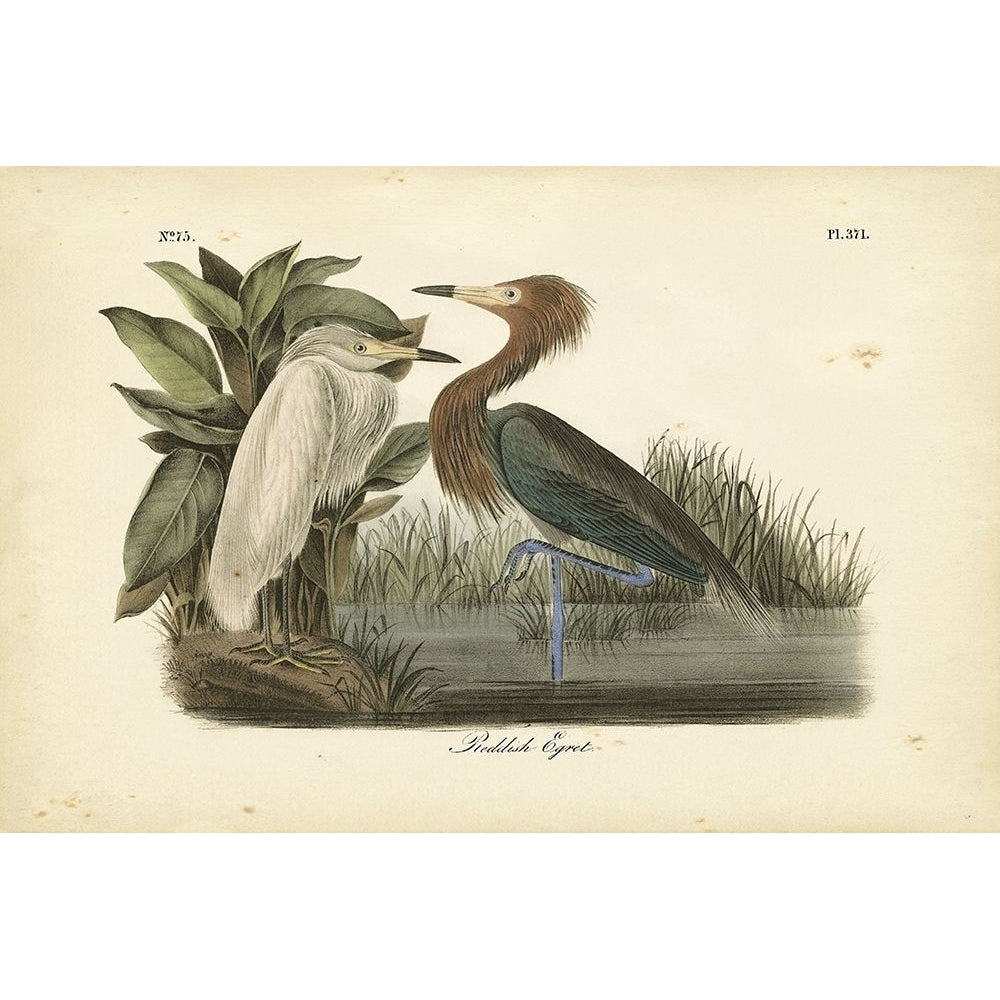 Audubons Reddish Egret Poster Print - John James Audubon-VARPDX69374Z Image 1