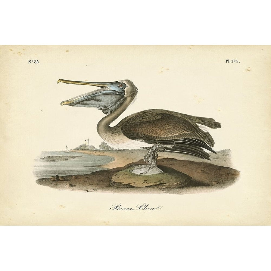 Audubons Brown Pelican Poster Print - John James Audubon-VARPDX69375Z Image 1