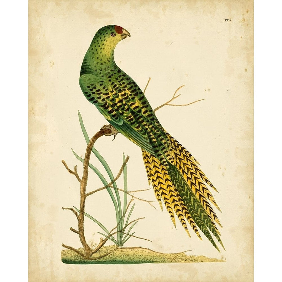 Nodder Tropical Bird IV Poster Print - Frederick P. Nodder-VARPDX69412Z Image 1