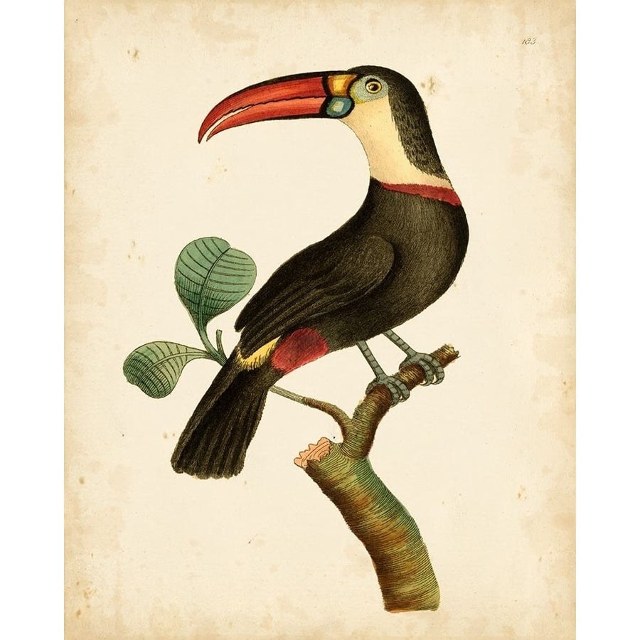 Nodder Tropical Bird III Poster Print - Frederick P. Nodder-VARPDX69411Z Image 1