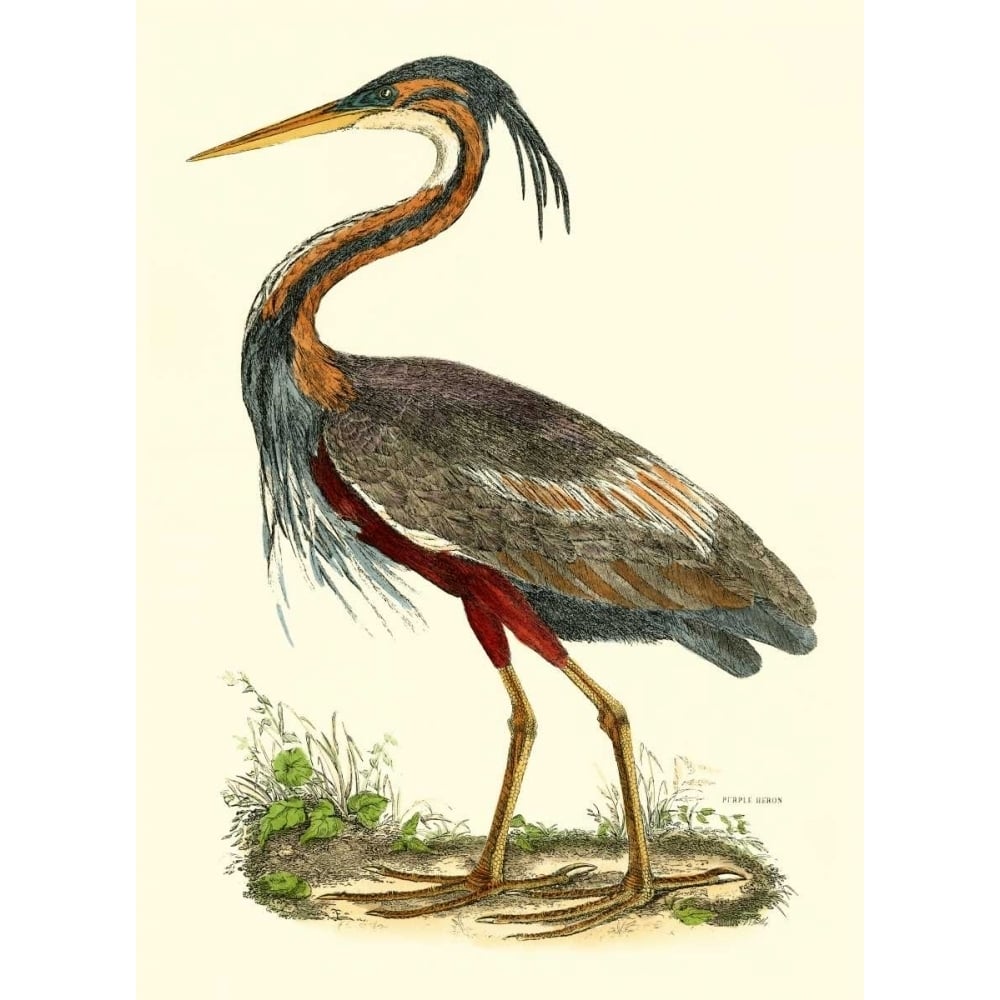 Purple Heron Poster Print - John Selby-VARPDX69431F Image 1