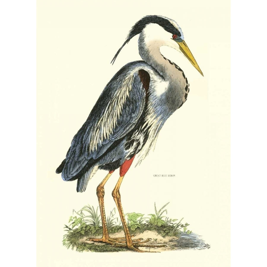 Great Blue Heron Poster Print - John Selby-VARPDX69430F Image 1