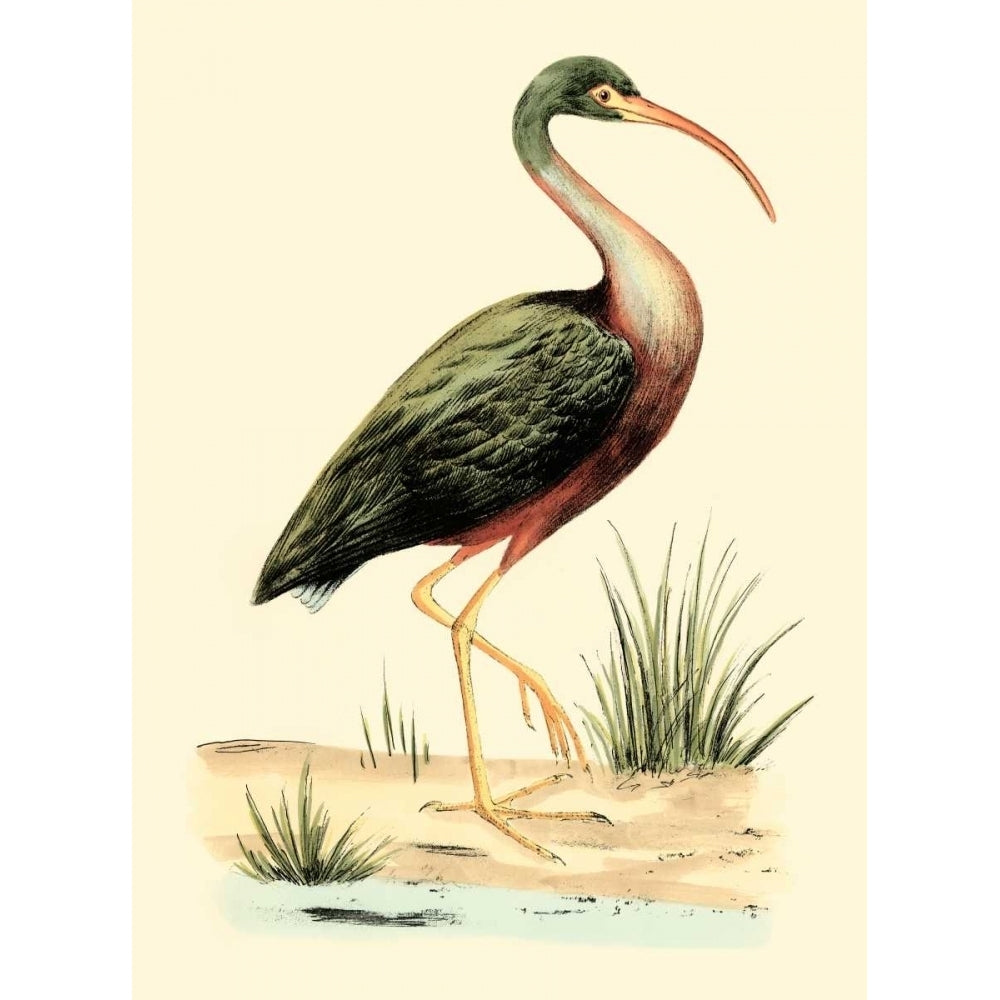 Water Birds I Poster Print - H.L. Meyer-VARPDX69879Z Image 1