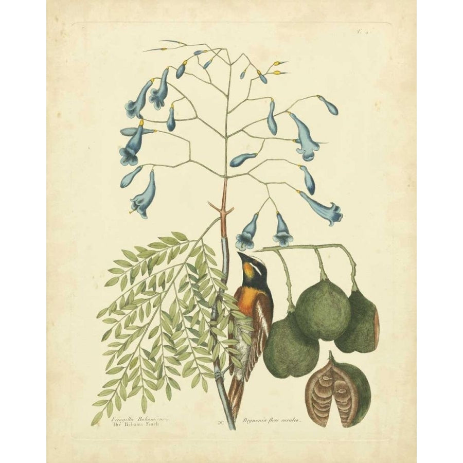 Catesby Bird and Botanical II Poster Print - Mark Catesby-VARPDX69858Z Image 1