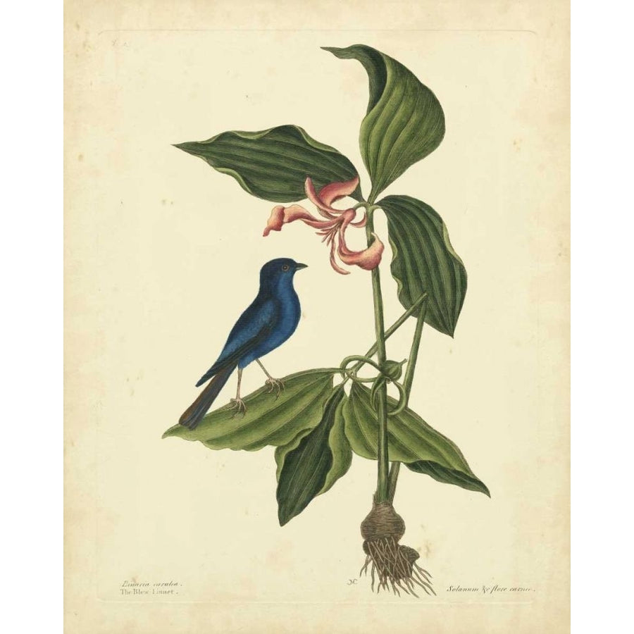 Catesby Bird and Botanical IV Poster Print - Mark Catesby-VARPDX69860Z Image 1