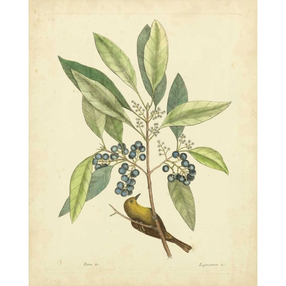 Catesby Bird and Botanical V Poster Print - Mark Catesby-VARPDX69861Z Image 1