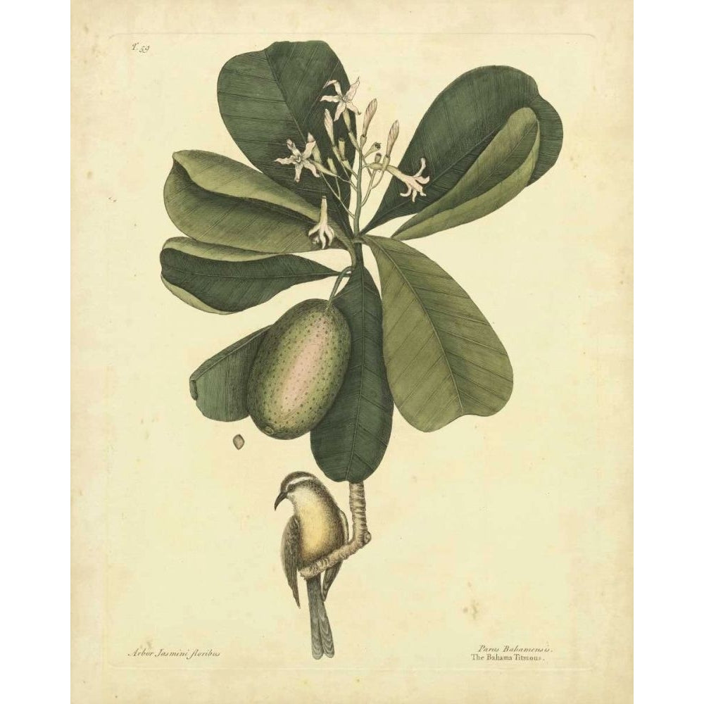 Catesby Bird and Botanical III Poster Print - Mark Catesby-VARPDX69859Z Image 1