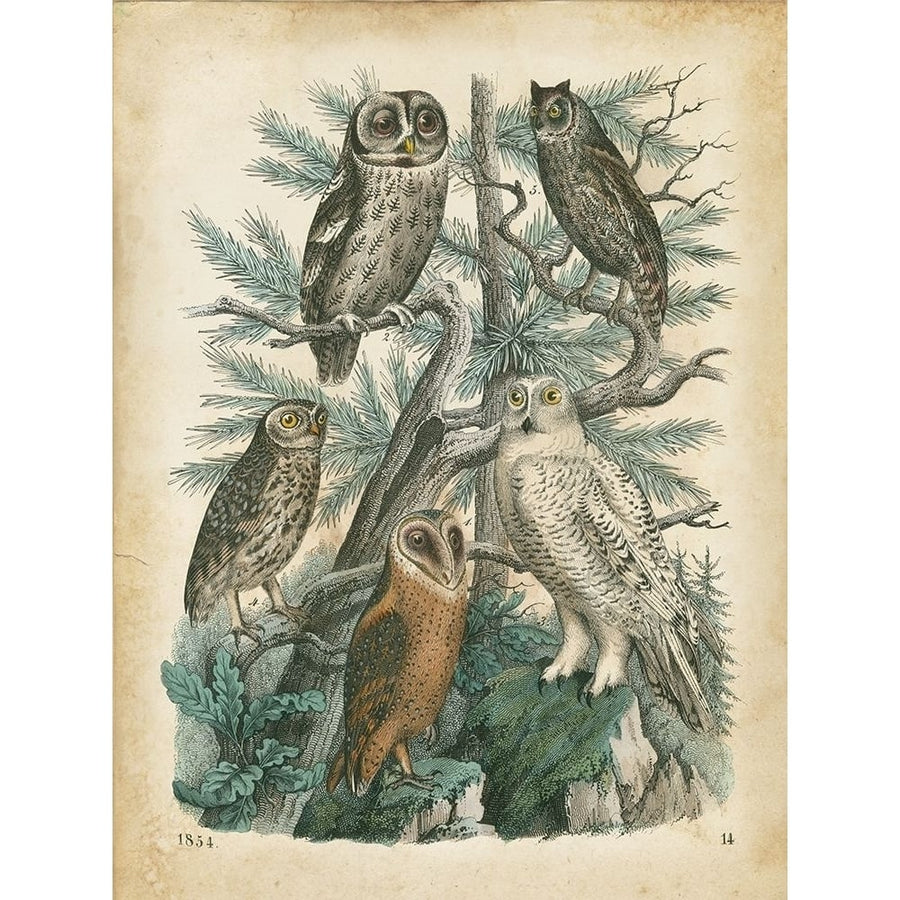 Natures Gathering III Poster Print - John Wiek-VARPDX69910Z Image 1