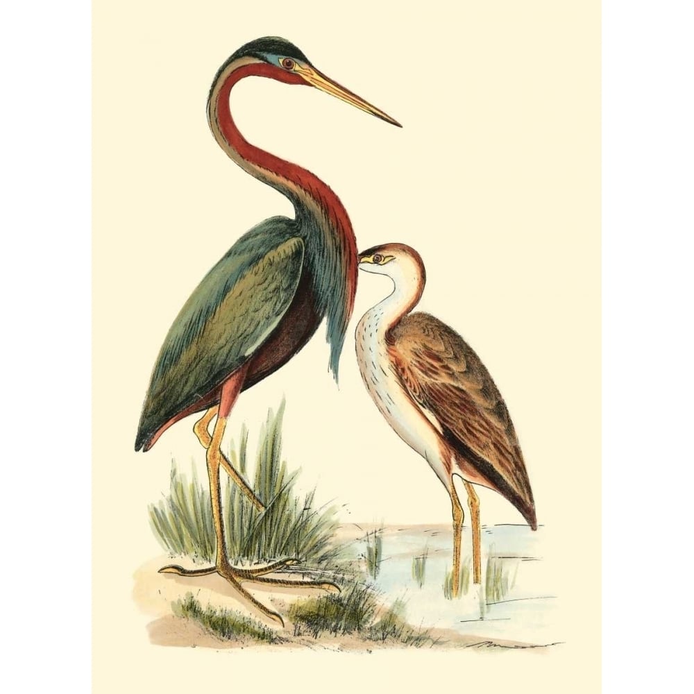 Water Birds III Poster Print - H.L. Meyer-VARPDX69881Z Image 1