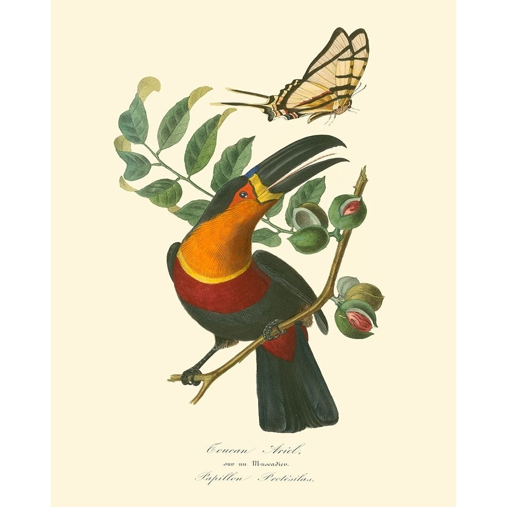 Nature Jardin III Poster Print - L. Curmer-VARPDX69972Z Image 1