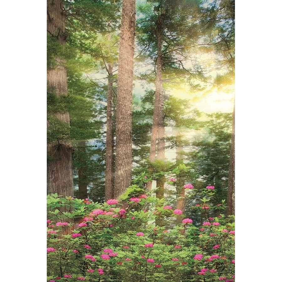 Rise N Shine Ii Poster Print by Dennis Frates-VARPDX70025 Image 1