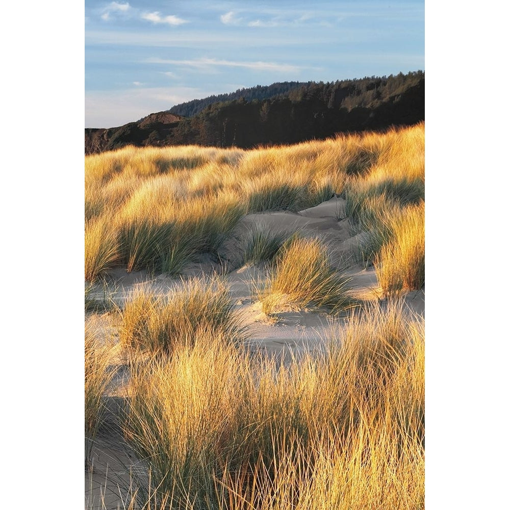 Dune Grass And Beach Iii Poster Print by Dennis Frates-VARPDX70056 Image 1