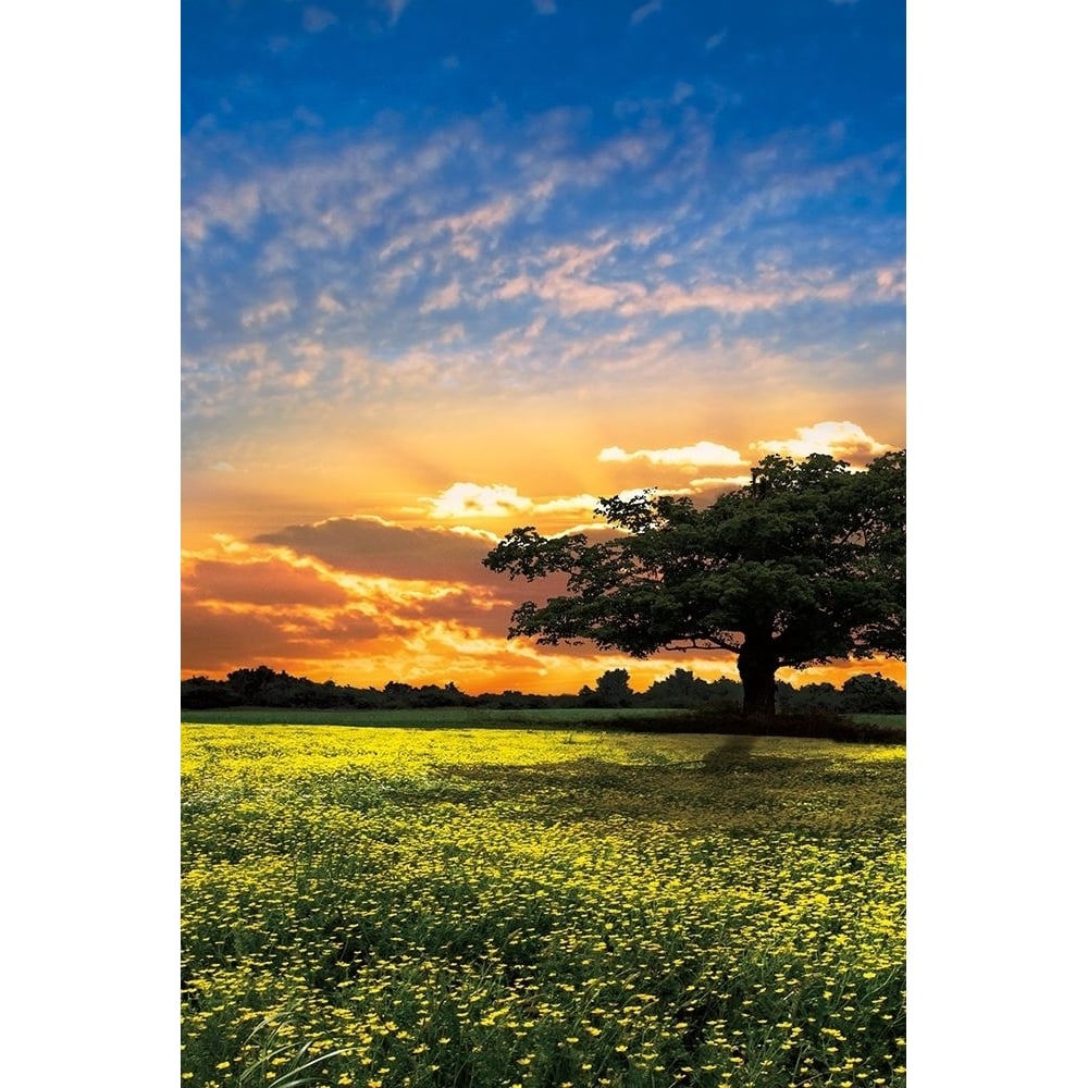 Shadows At Sunset Ii Poster Print by Celebrate Life Gallery-VARPDX70073 Image 1