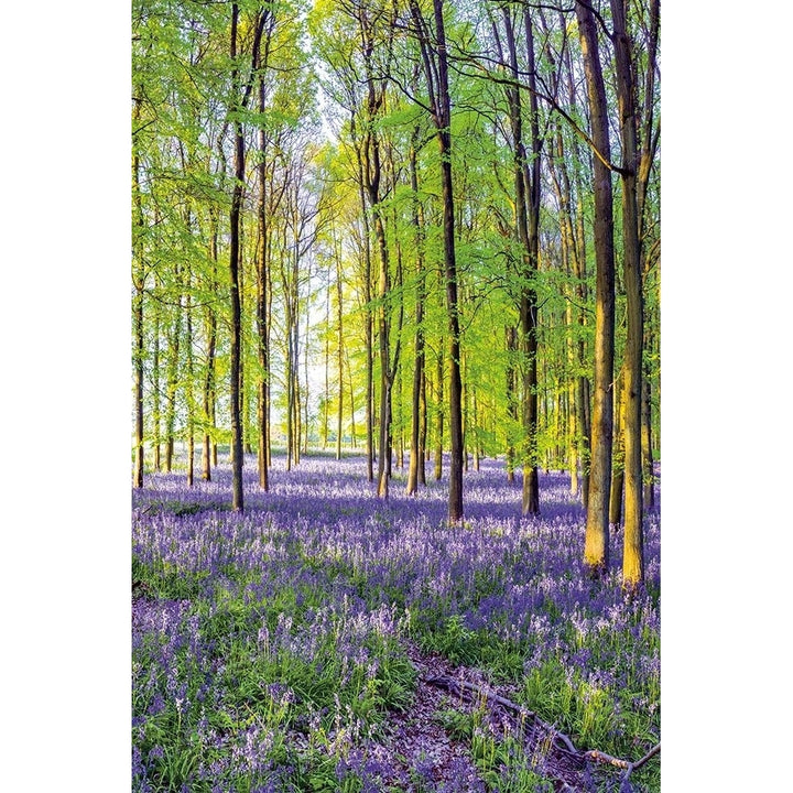 Bluebells And Sunrise Iii Poster Print by Assaf Frank-VARPDX70086 Image 1