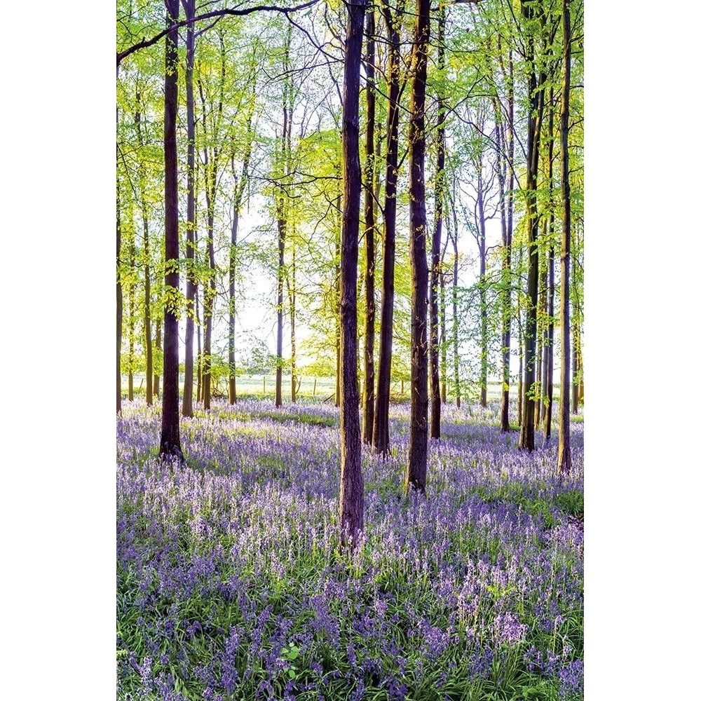 Bluebells And Sunrise Ii Poster Print by Assaf Frank-VARPDX70085 Image 2