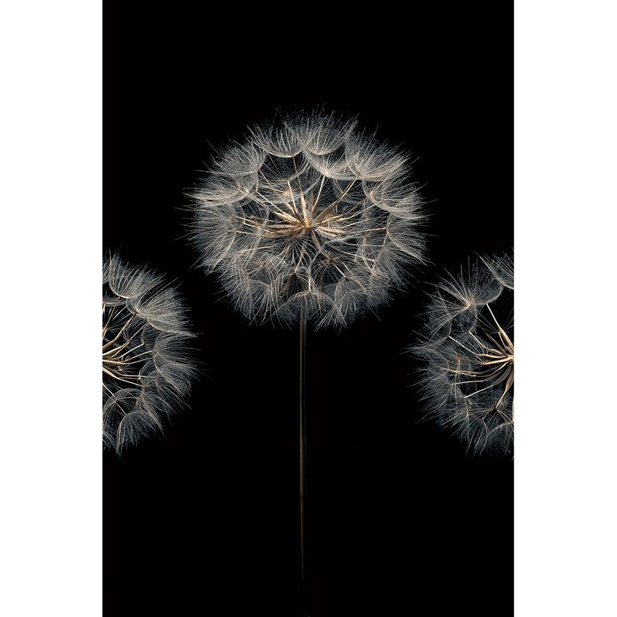 Make A Wish Ii Poster Print by Assaf Frank-VARPDX70091 Image 1