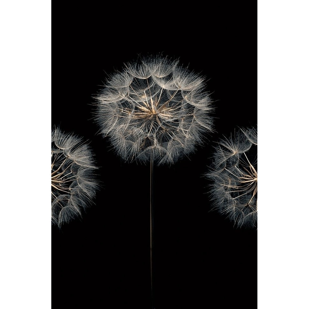 Make A Wish Ii Poster Print by Assaf Frank-VARPDX70091 Image 2