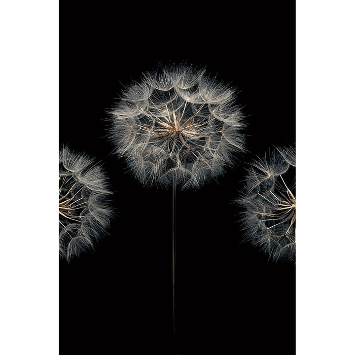 Make A Wish Ii Poster Print by Assaf Frank-VARPDX70091 Image 1