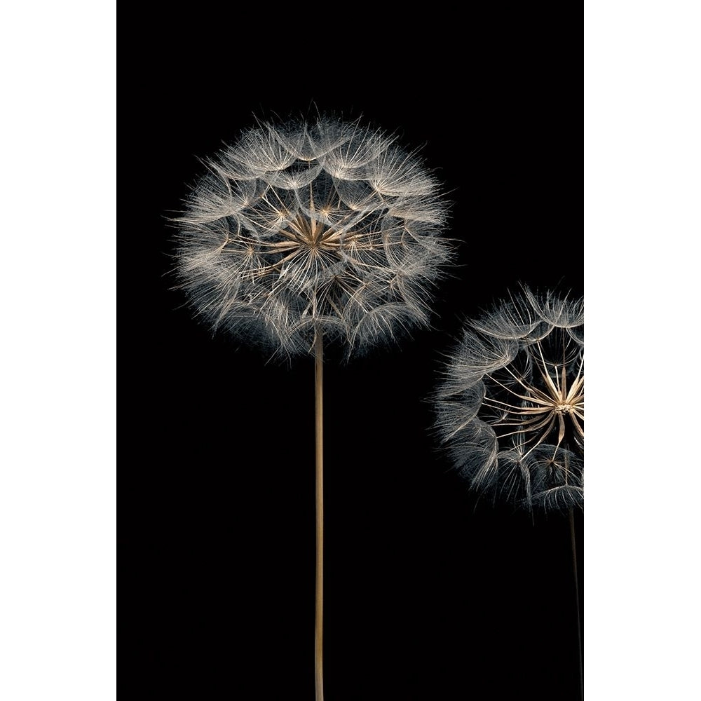 Make A Wish I Poster Print by Assaf Frank-VARPDX70090 Image 2