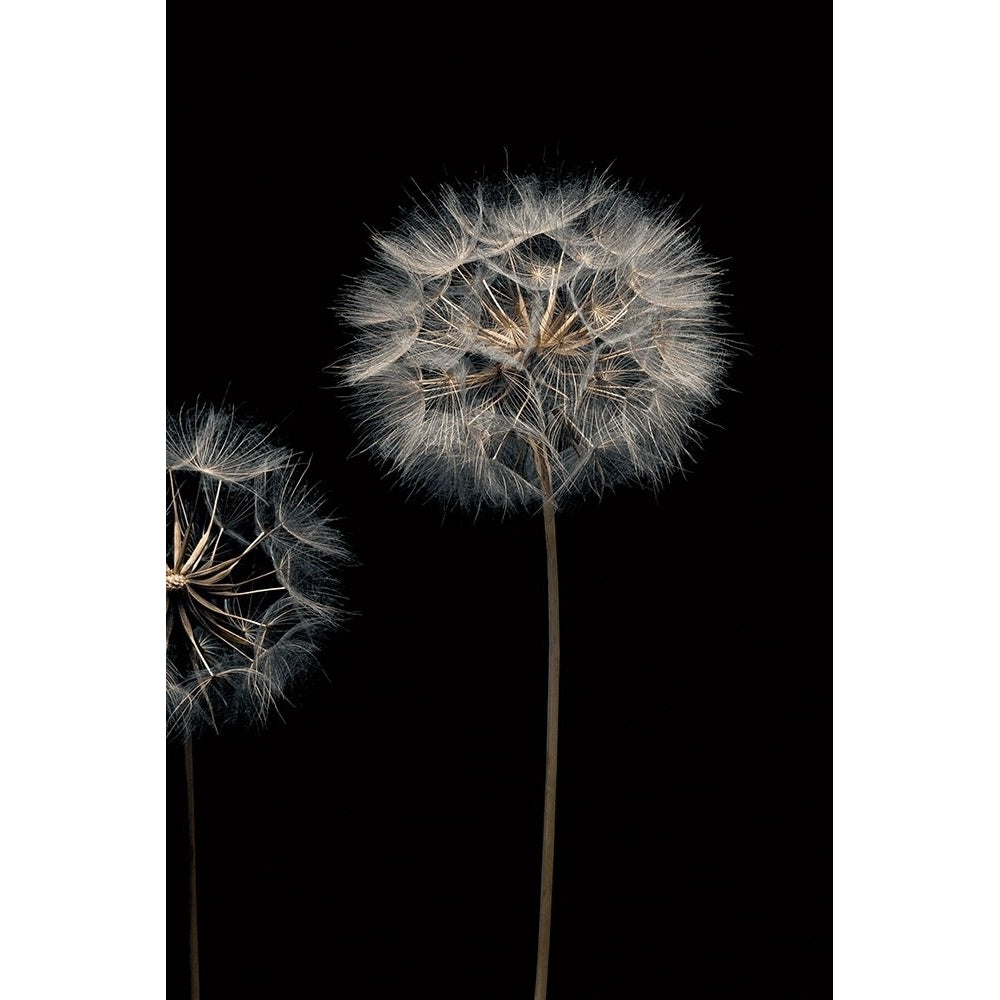 Make A Wish Iii Poster Print by Assaf Frank-VARPDX70092 Image 1