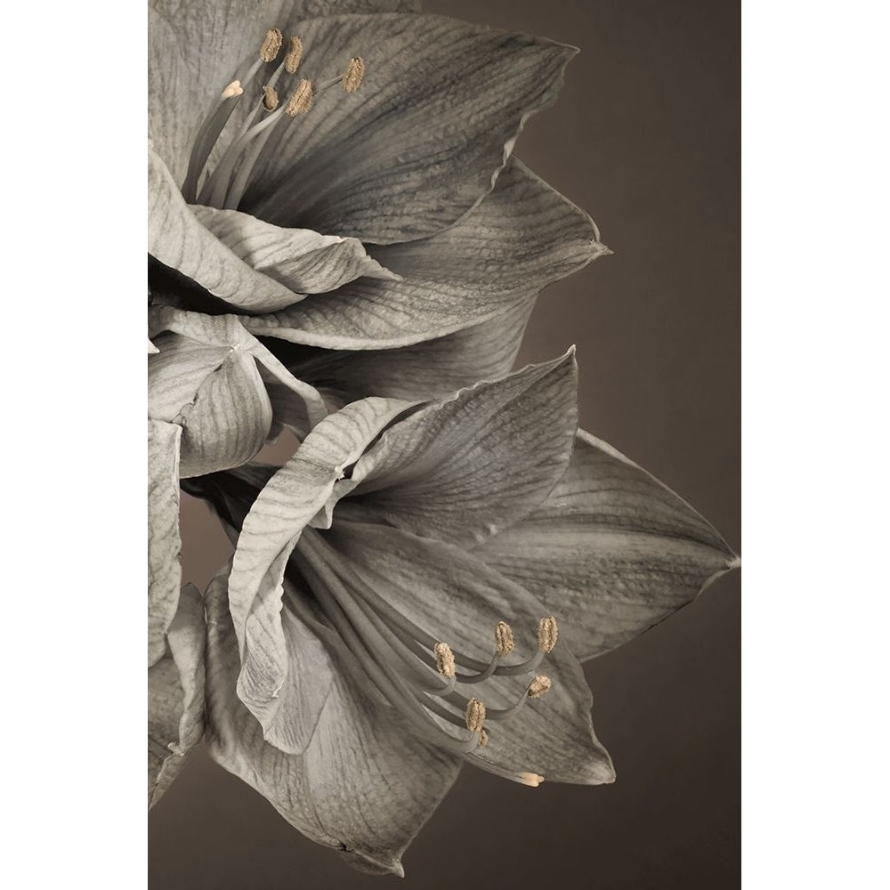 Grand Floral III Poster Print by Assaf Frank-VARPDX70140 Image 1