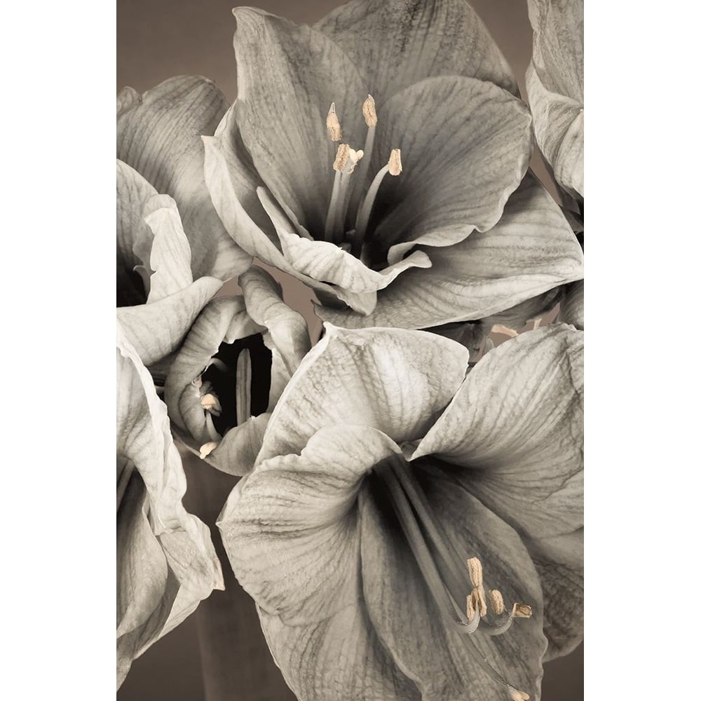 Grand Floral II Poster Print by Assaf Frank-VARPDX70139 Image 1