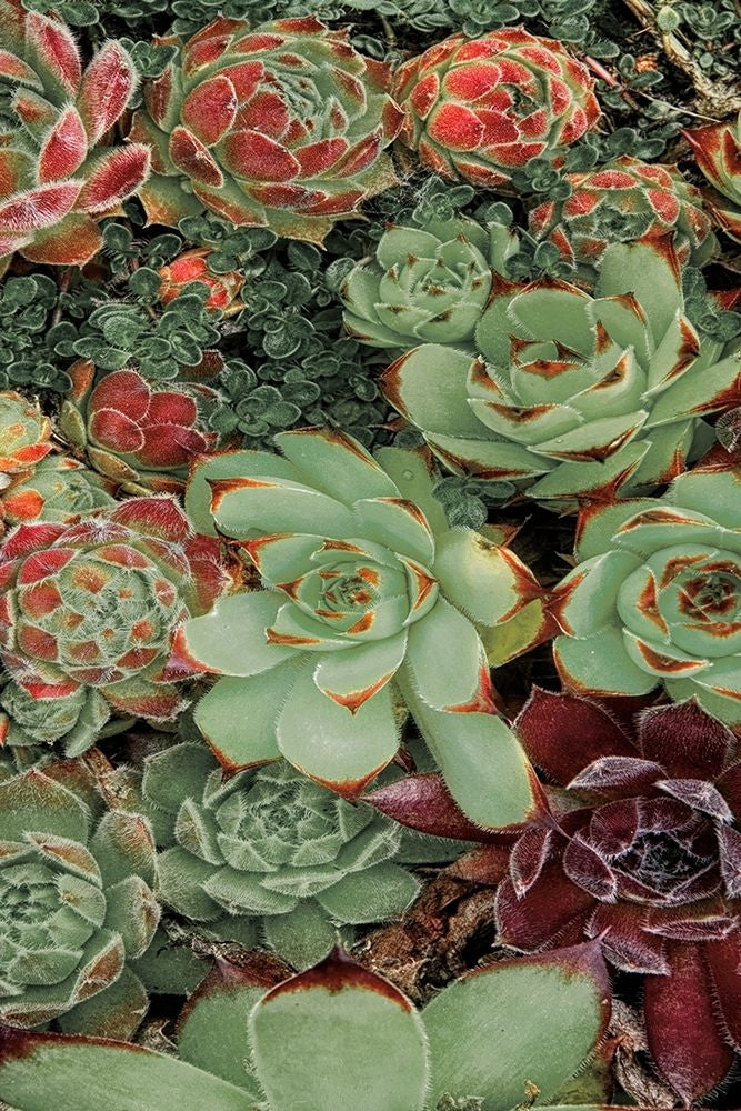 Succulent Collection Ii Poster Print by Dennis Frates-VARPDX70151 Image 1