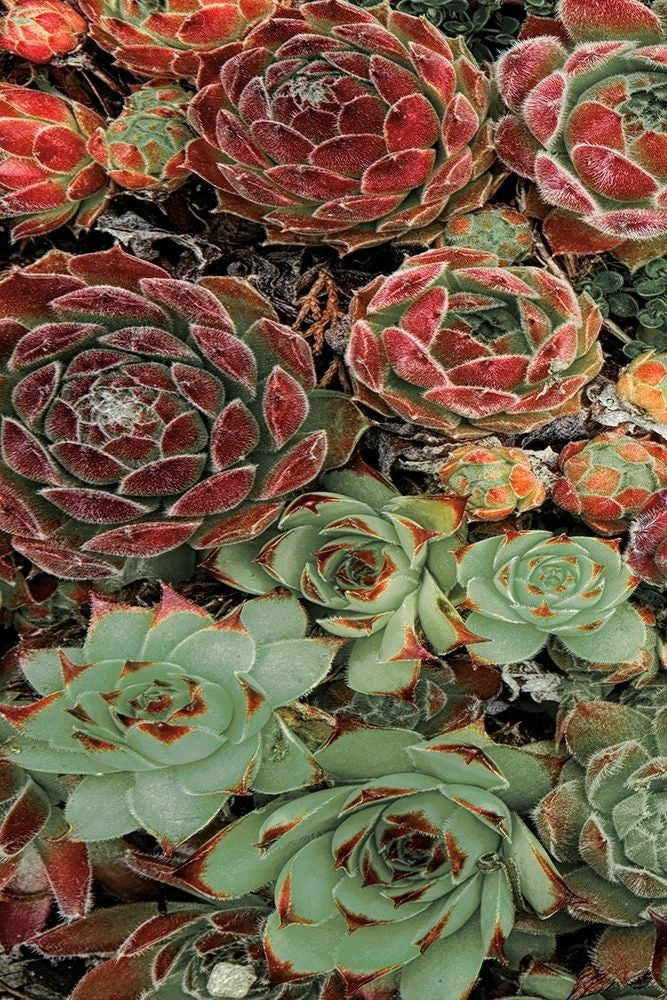 Succulent Collection I Poster Print by Dennis Frates-VARPDX70150 Image 1