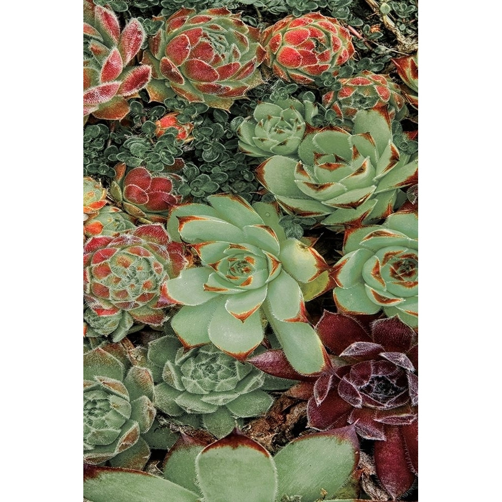 Succulent Collection Ii Poster Print by Dennis Frates-VARPDX70151 Image 2